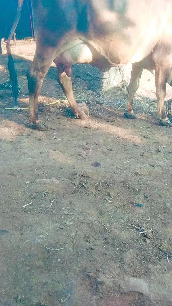 ગાય વેચવા છે