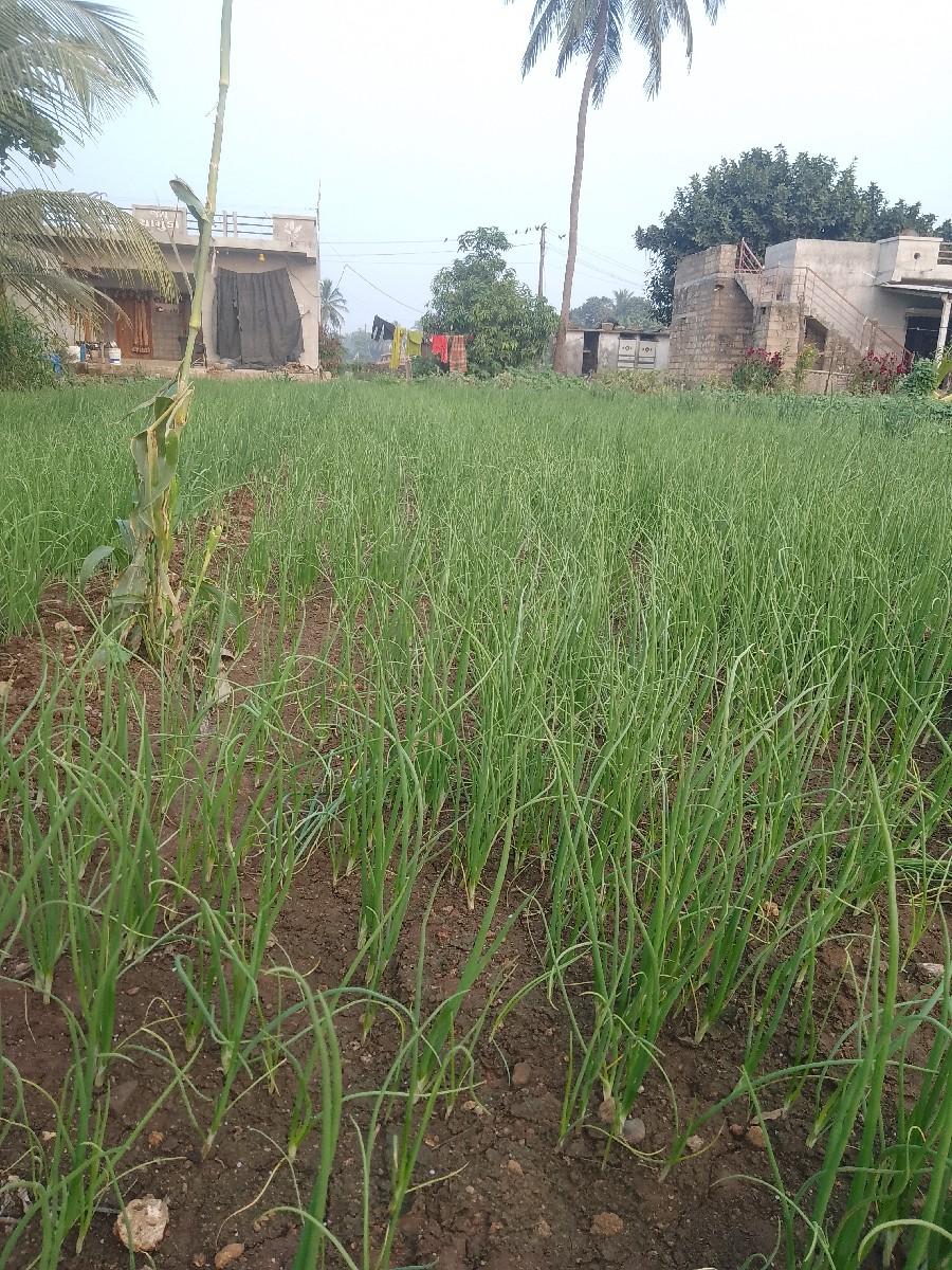 પીળી પતી ડૂંગળી નો રોપ