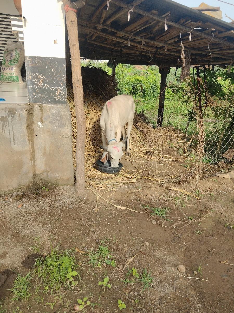 બોવ સોજી છે