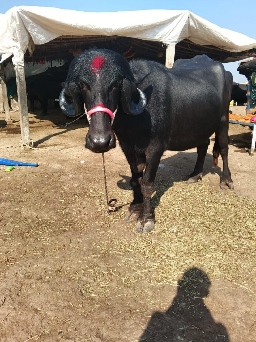 જામખંભાળીયા