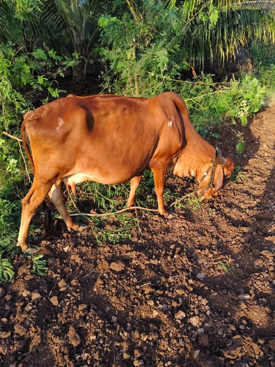 થંબનેલ 2