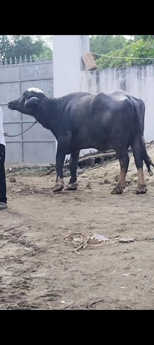 આ ભેંસ  વેચવાની છે