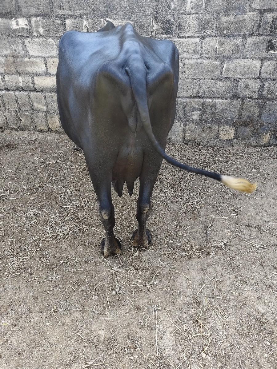 થંબનેલ 2