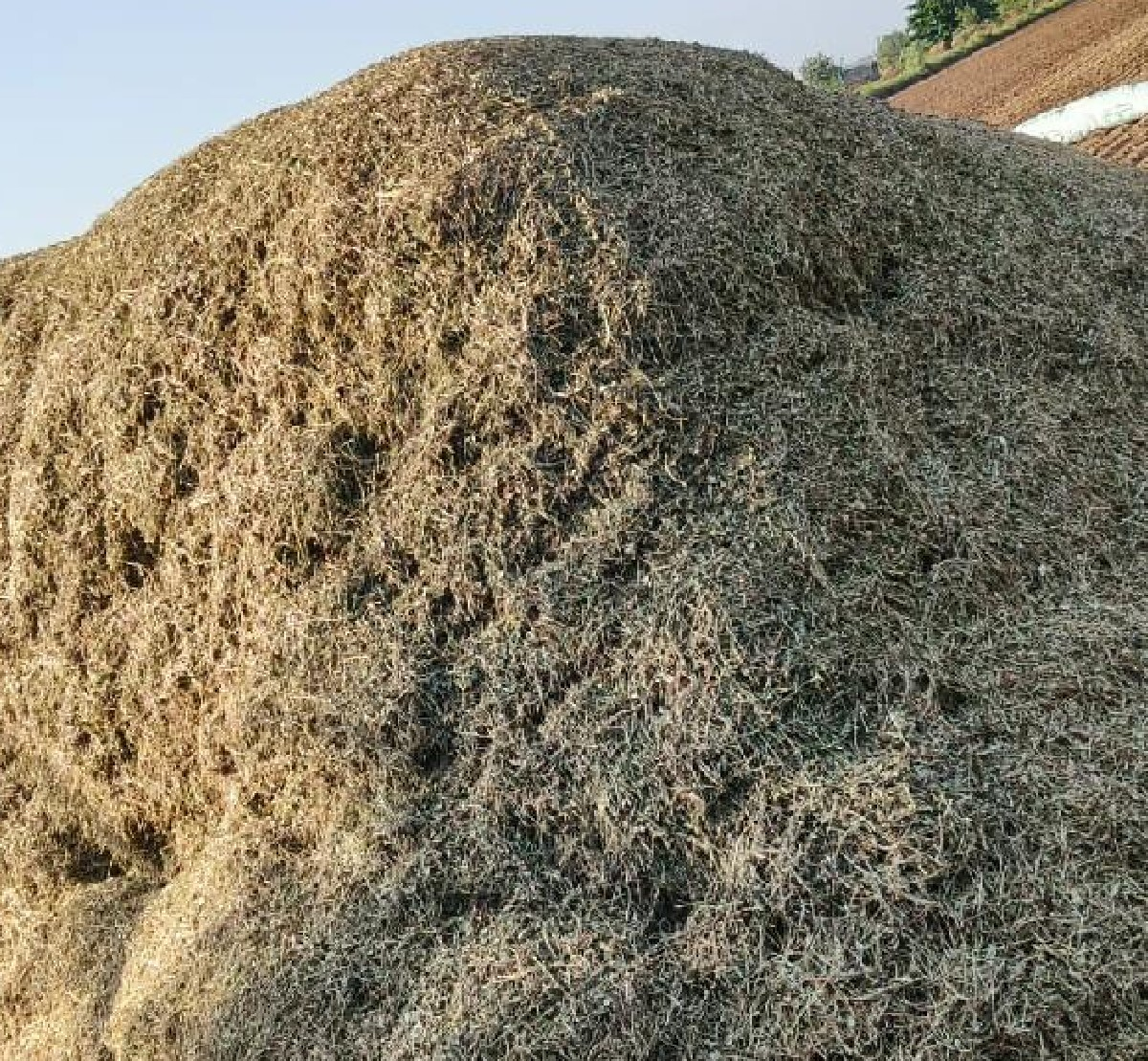 માંડવી નો ભૂકો વેચવાનો છે