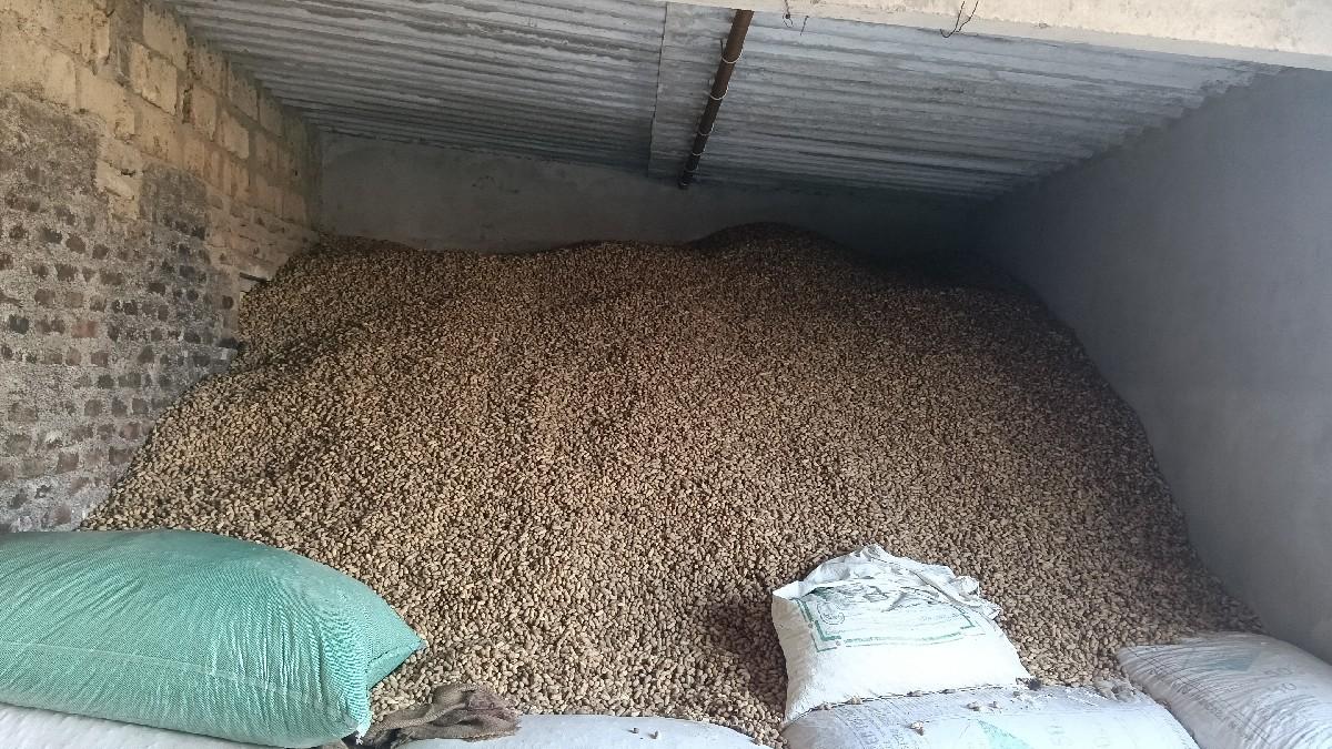 કોરે કોરી મગફડી છે