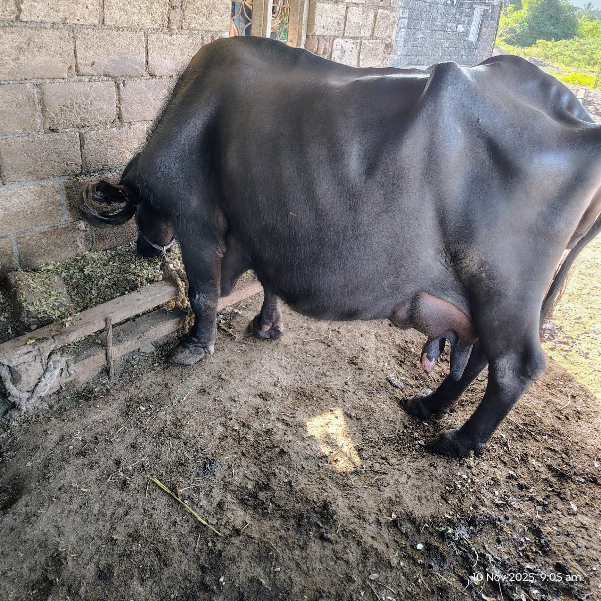 થંબનેલ 2