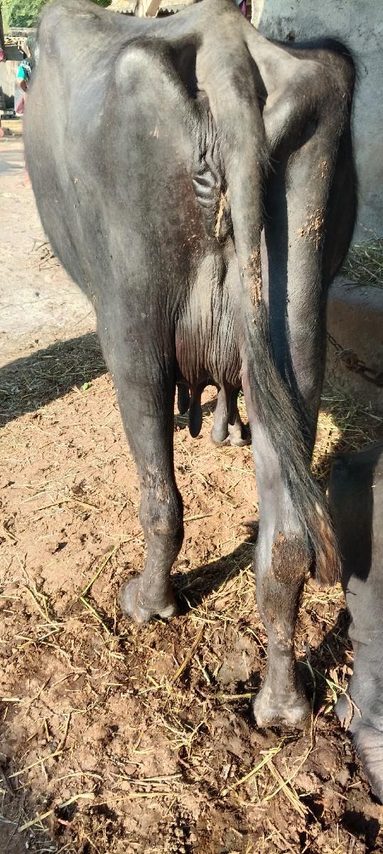 થંબનેલ 3