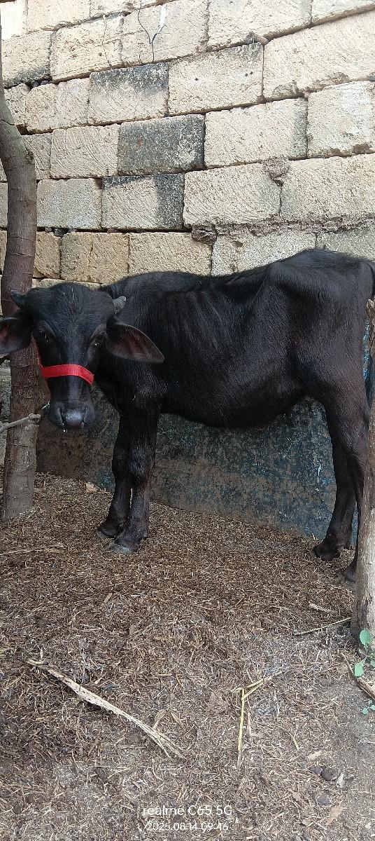 થંબનેલ 2