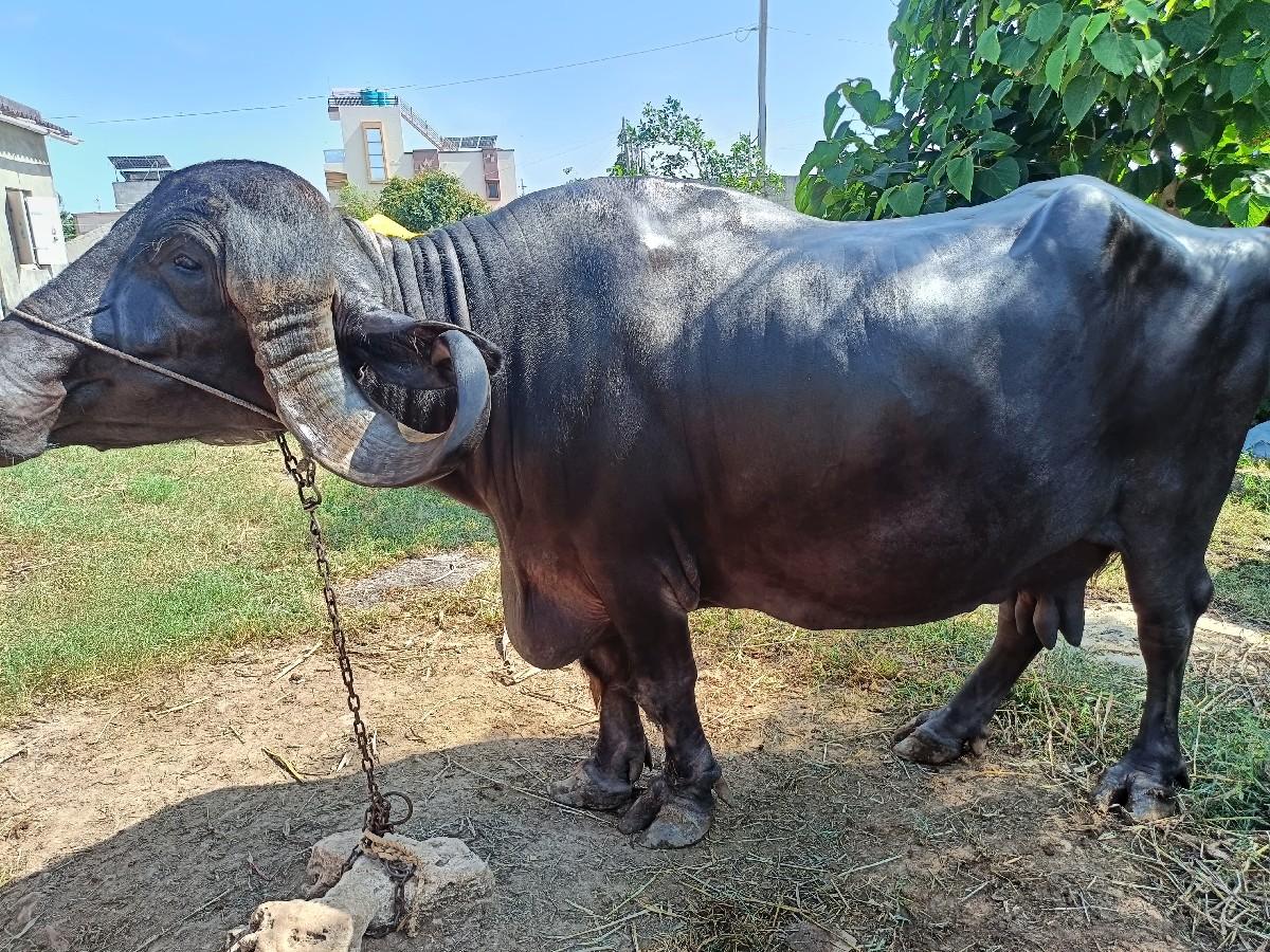 થંબનેલ 3