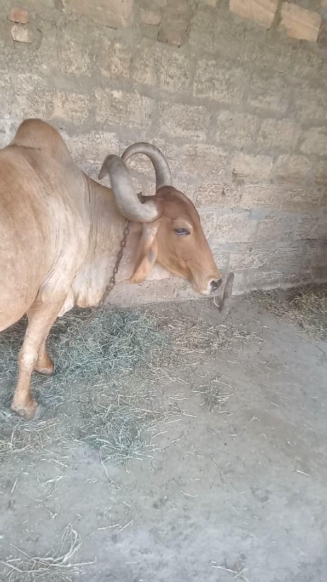 થંબનેલ 2