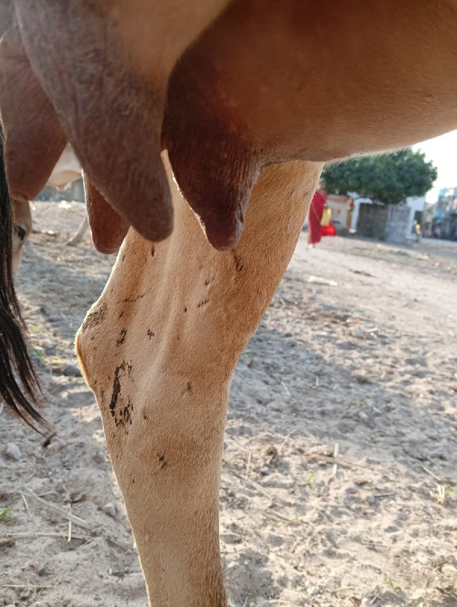 ગાય વેચવાની છે.