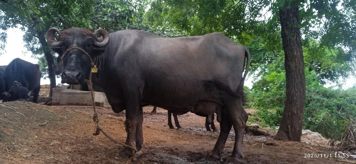 ભેંસ વેચવાની છે