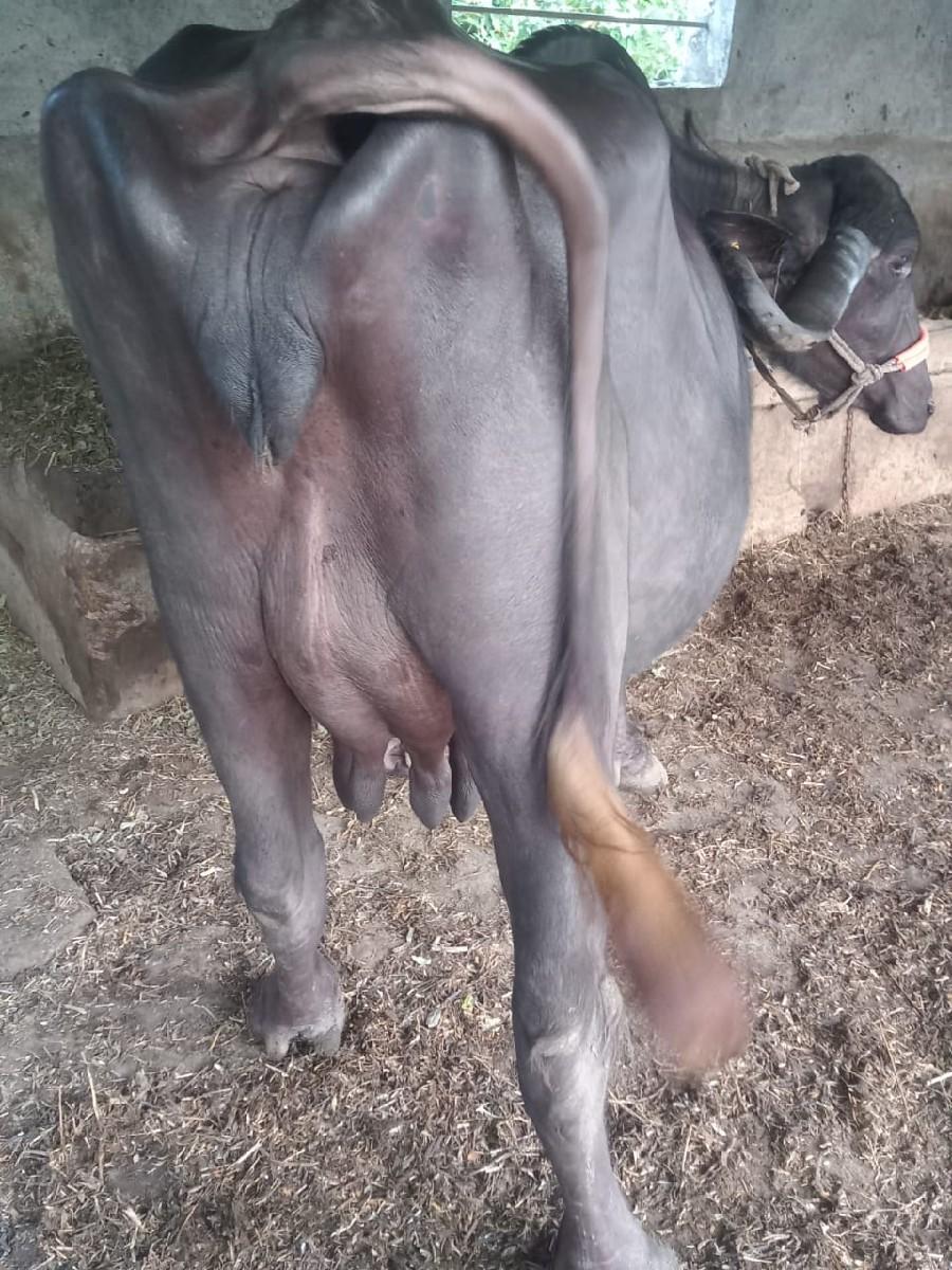 થંબનેલ 2