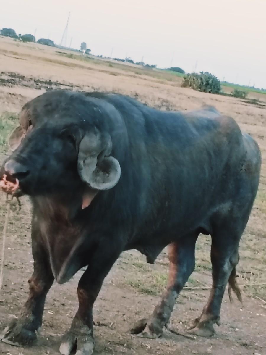 પાડો વેચવો છે