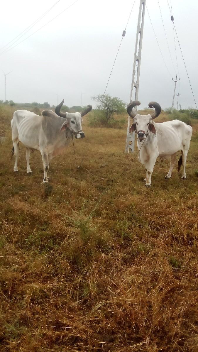 થંબનેલ 2