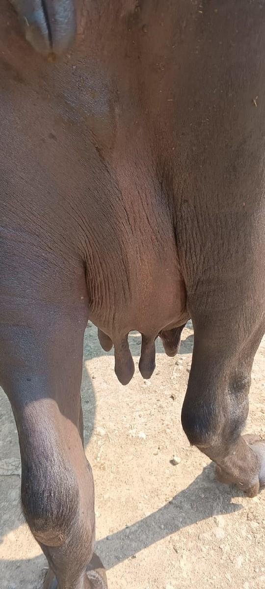 થંબનેલ 2