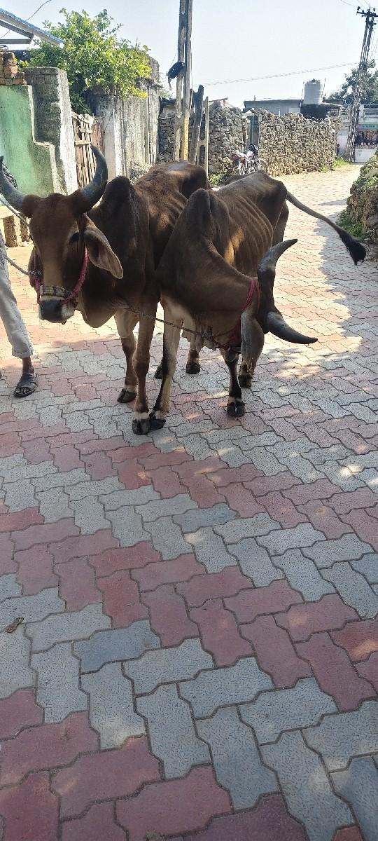 થંબનેલ 2