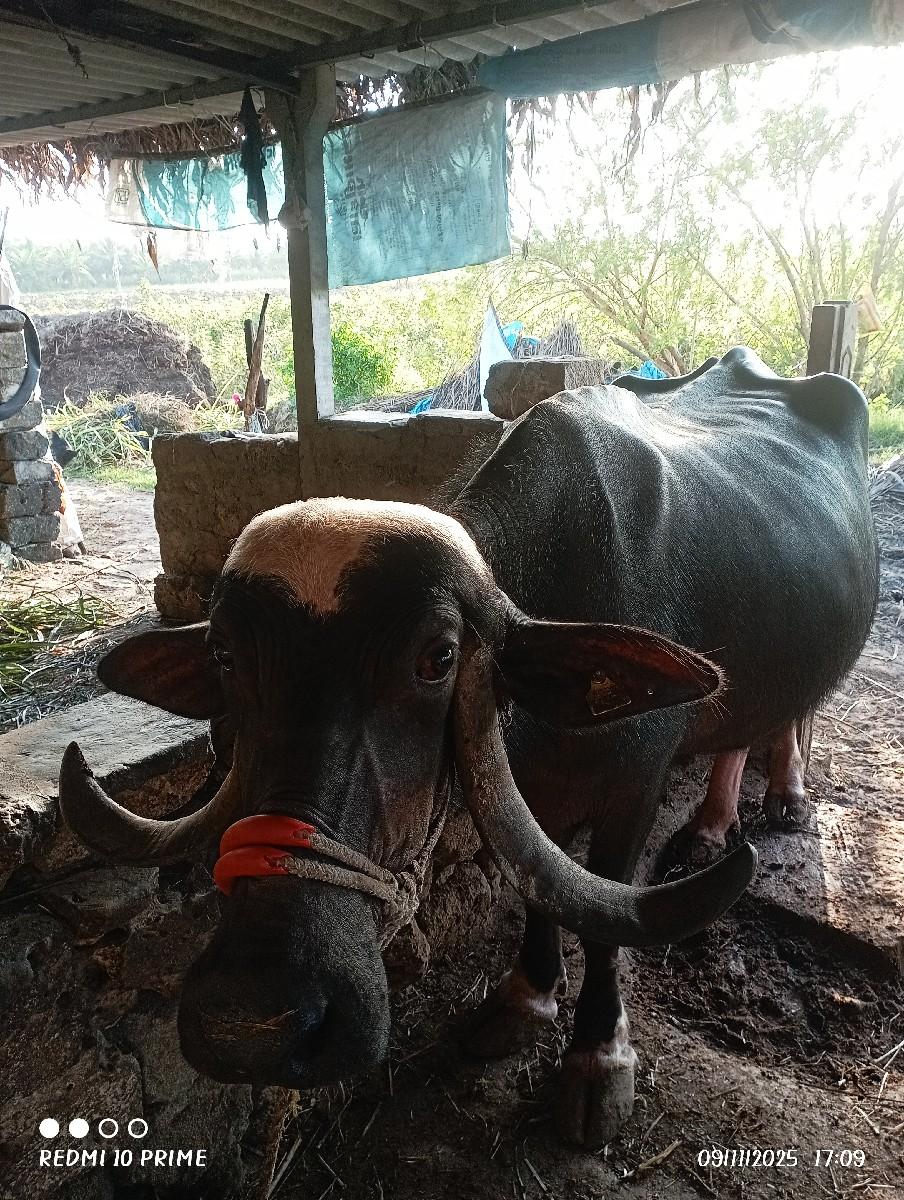 નારણભાઇ સીદીભાઈ વાળા