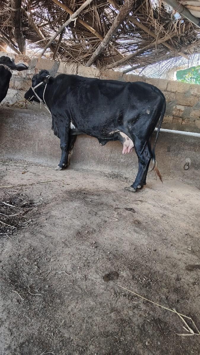 થંબનેલ 2