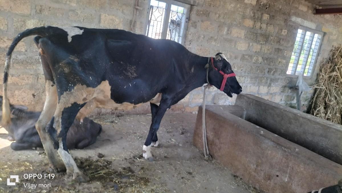 થંબનેલ 5