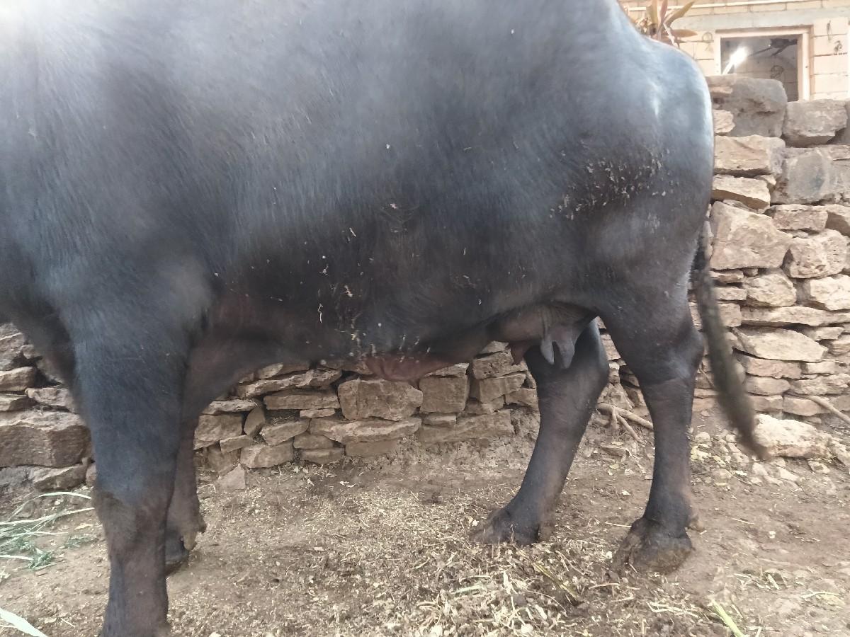 ભેસ વેચવાની સે