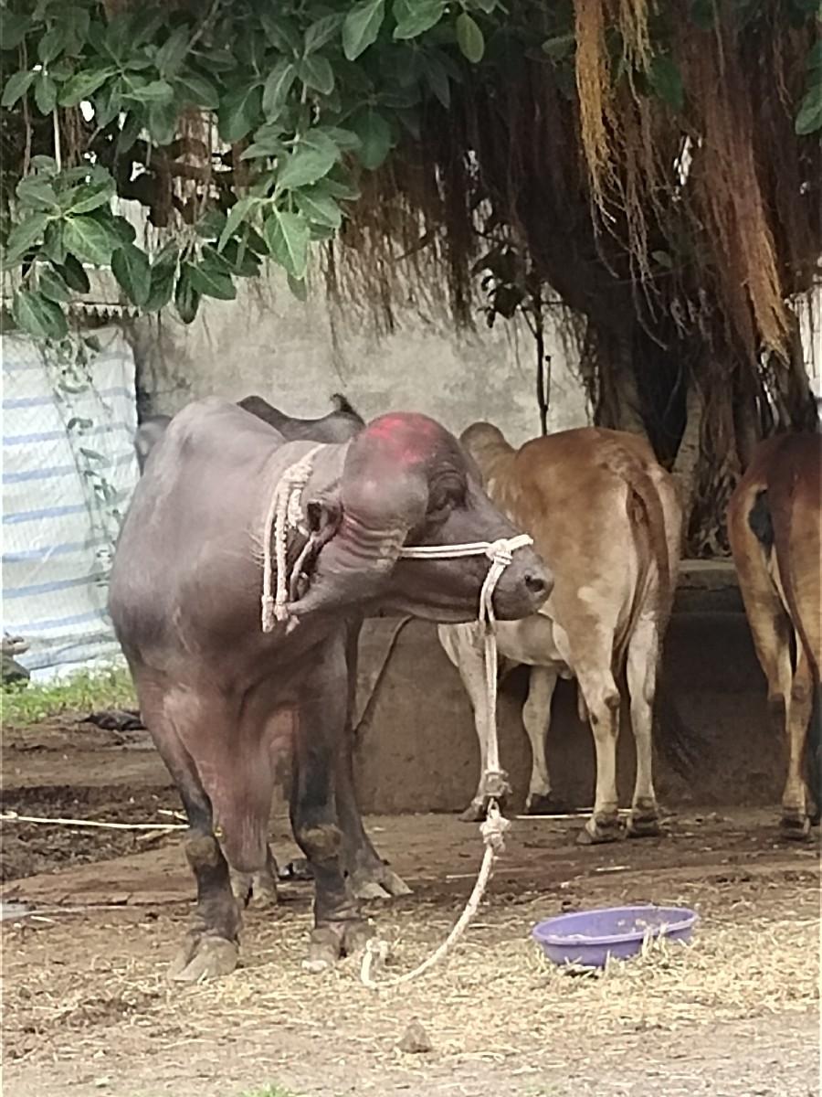 થંબનેલ 2