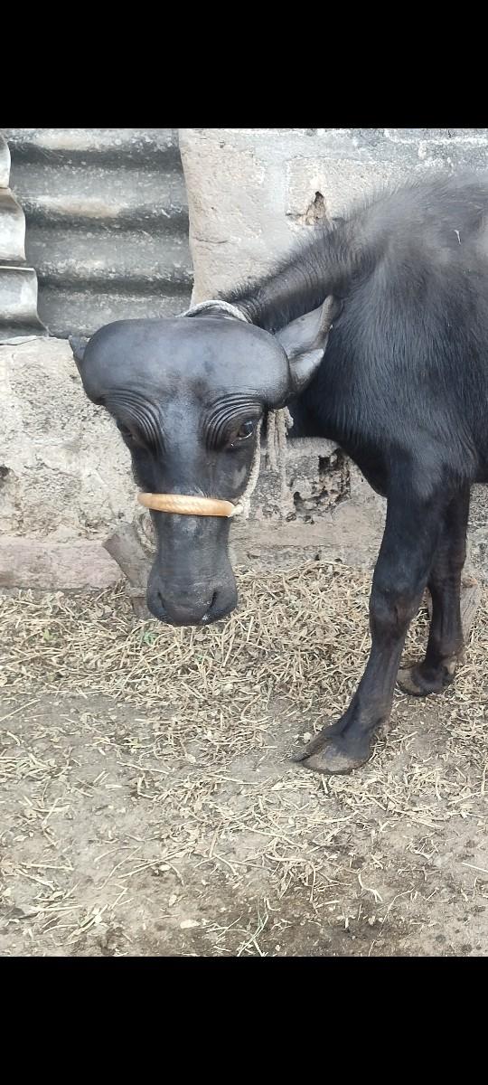 થંબનેલ 5