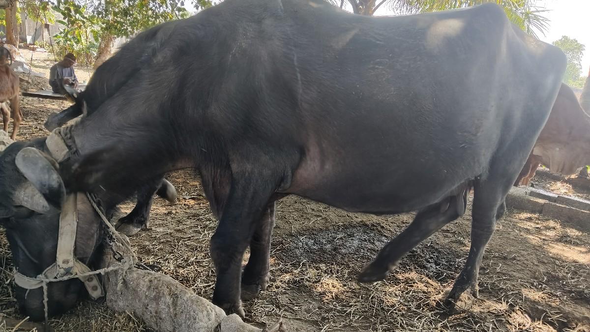 થંબનેલ 2