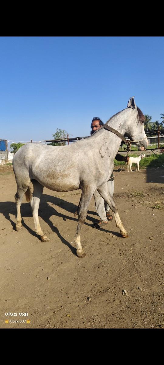 આ વચેરો વેચવાનો છે સાટા પણ કરવાનાછે