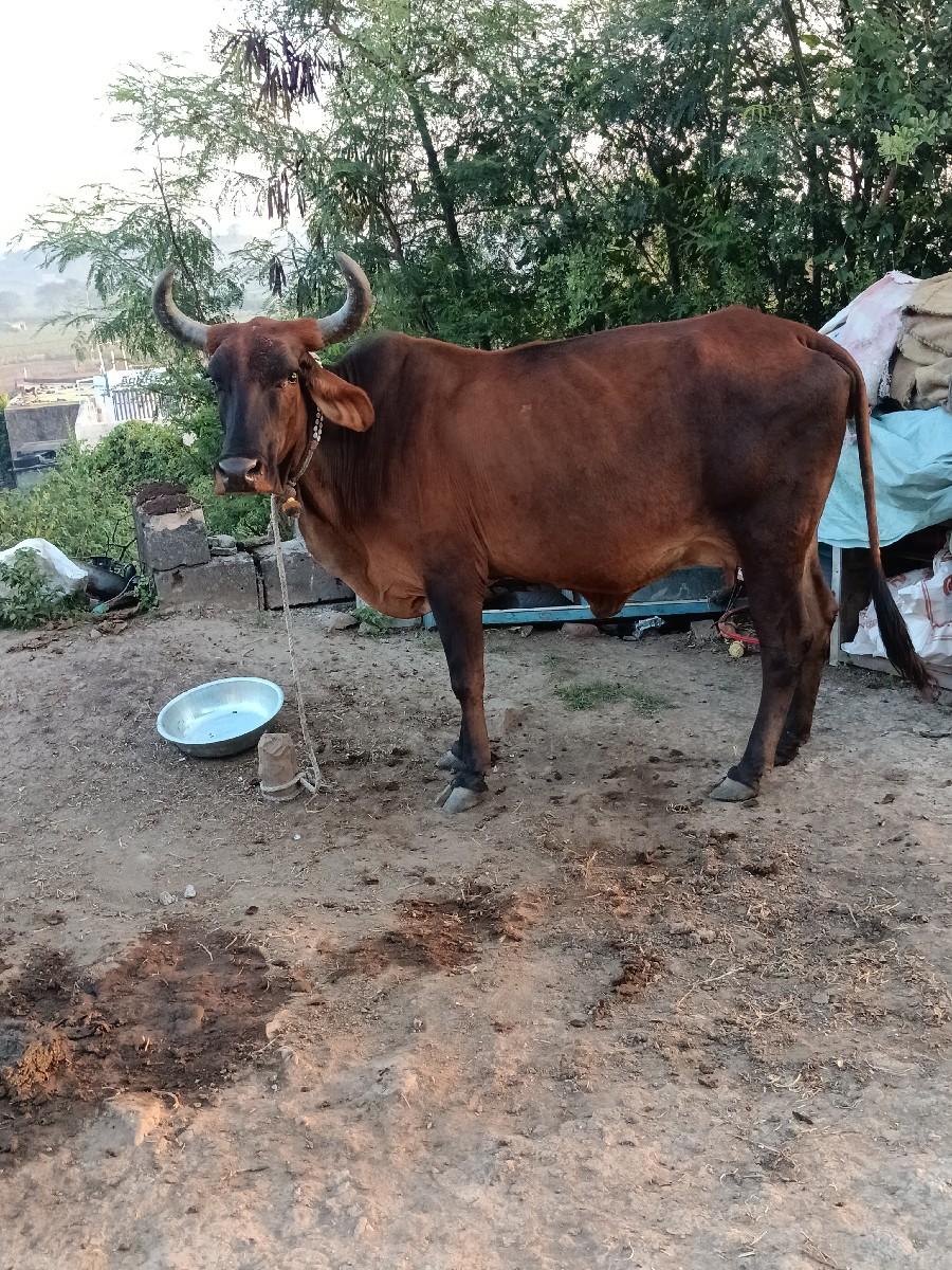 જરસી વેચવાની