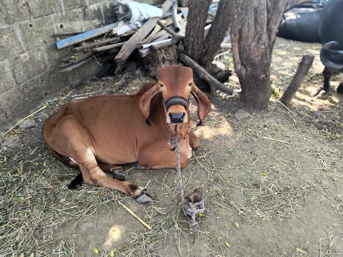 વાછડી વેચવાની છે