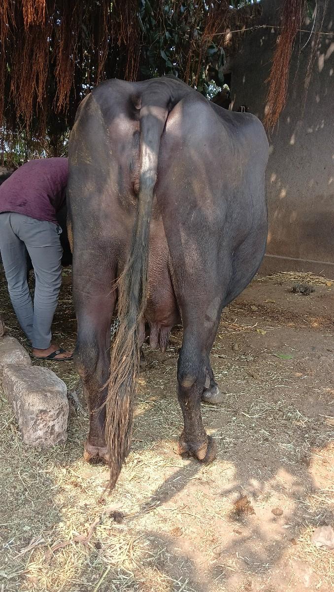 થંબનેલ 2