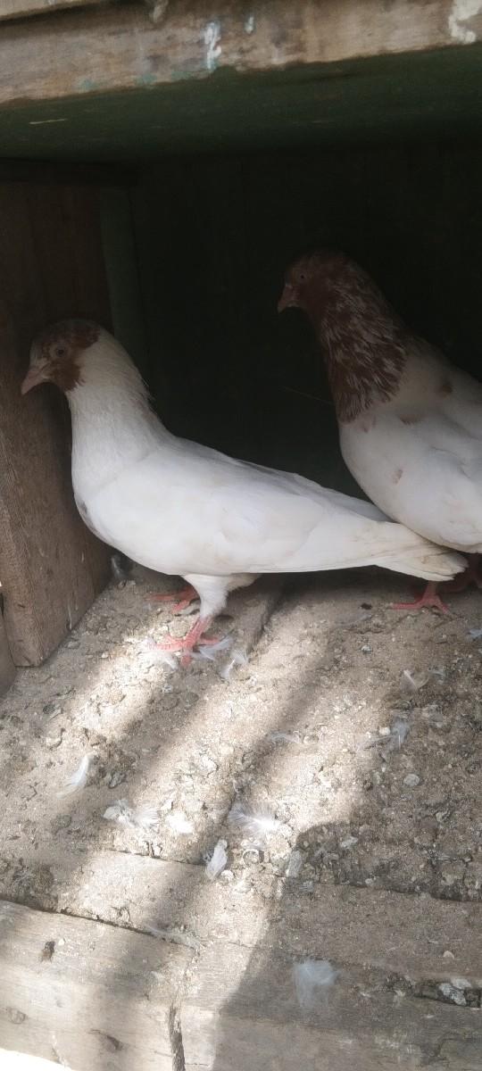 થંબનેલ 2