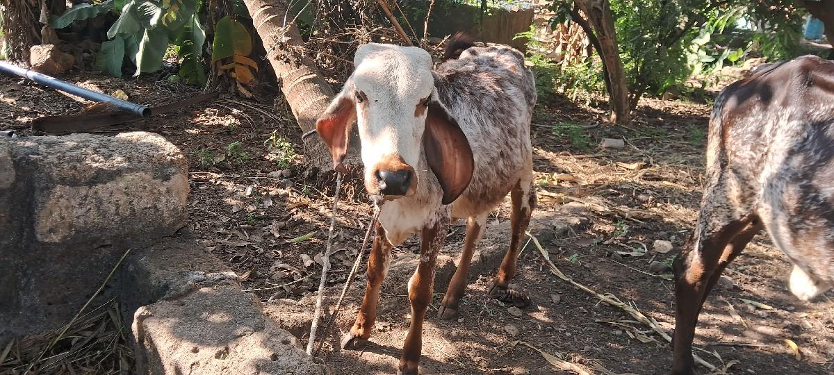 થંબનેલ 2