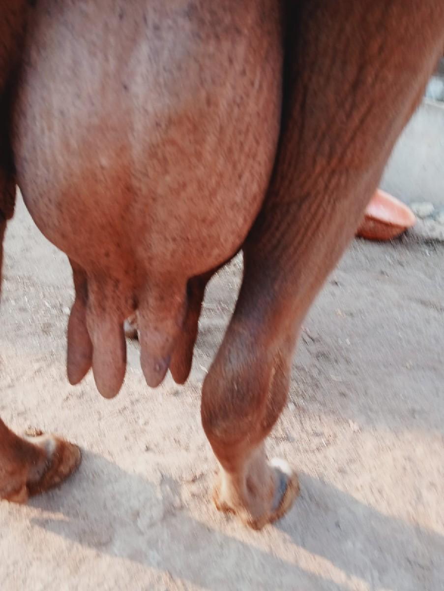 ભેશ વેછવાની છે તેજુ વેતર છે