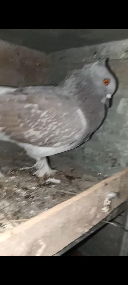 થંબનેલ 3