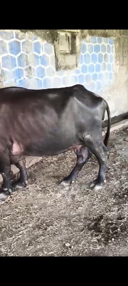 થંબનેલ 3