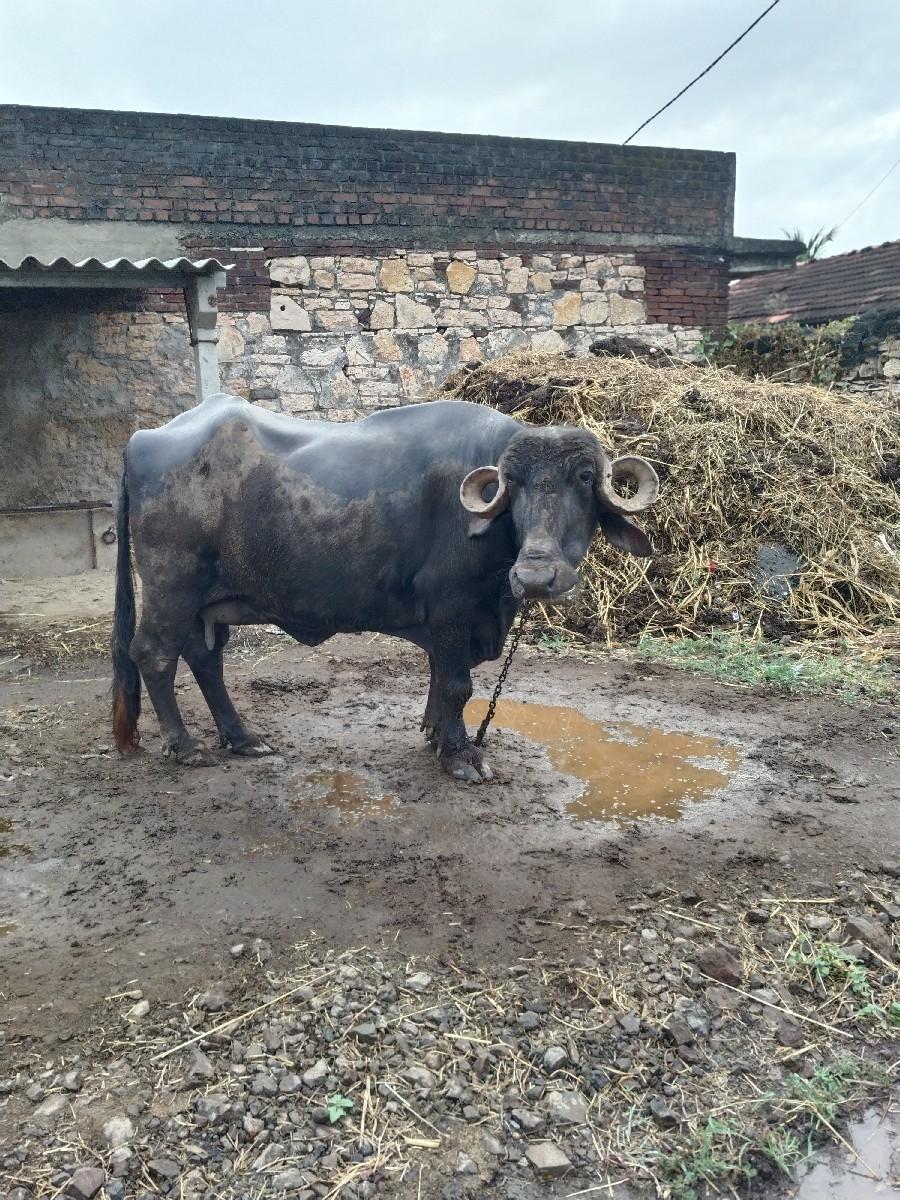 થંબનેલ 2