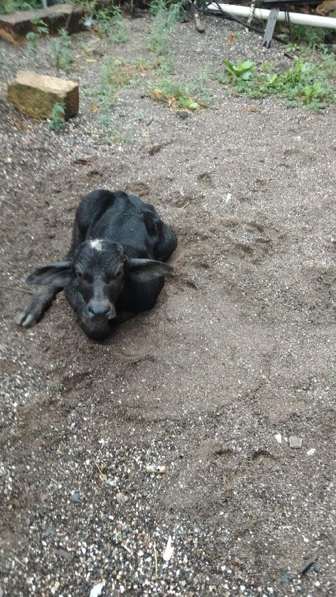 થંબનેલ 3