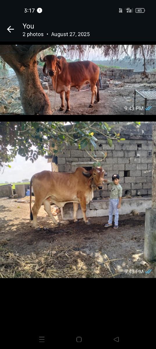 ગોધાલા વેચવાના છે