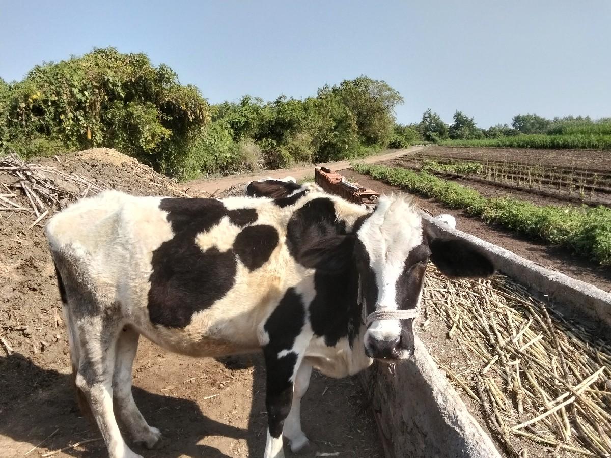 તન જર્સી ગાયું છે