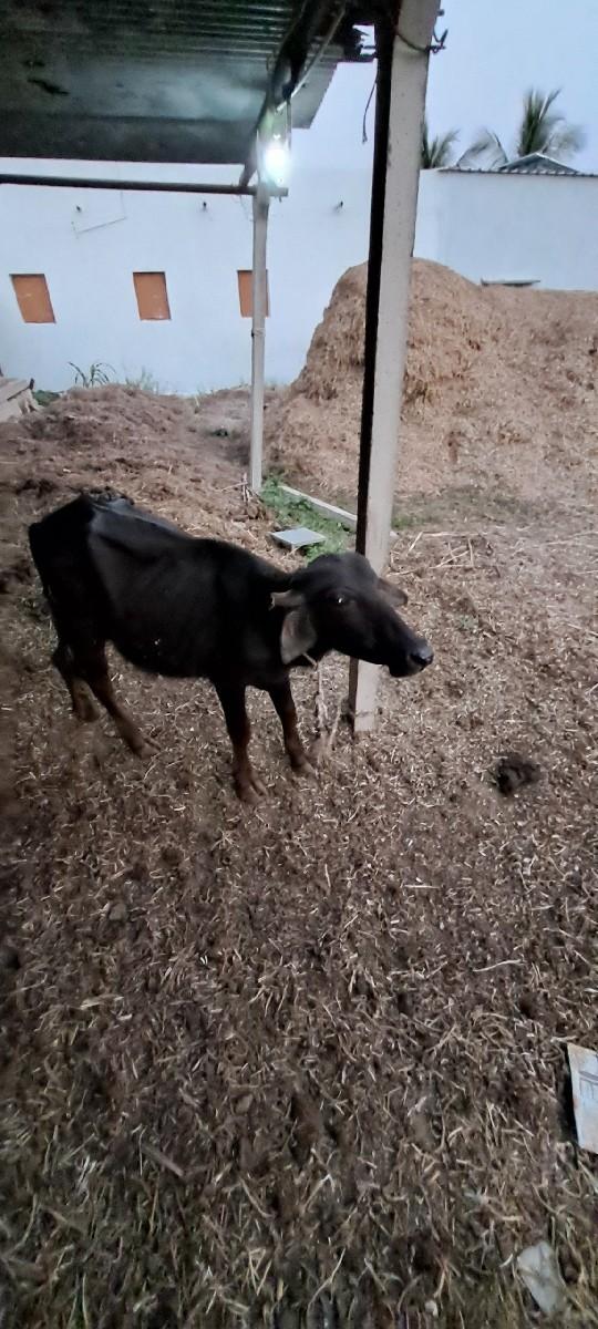 થંબનેલ 3