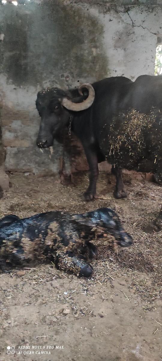 થંબનેલ 3