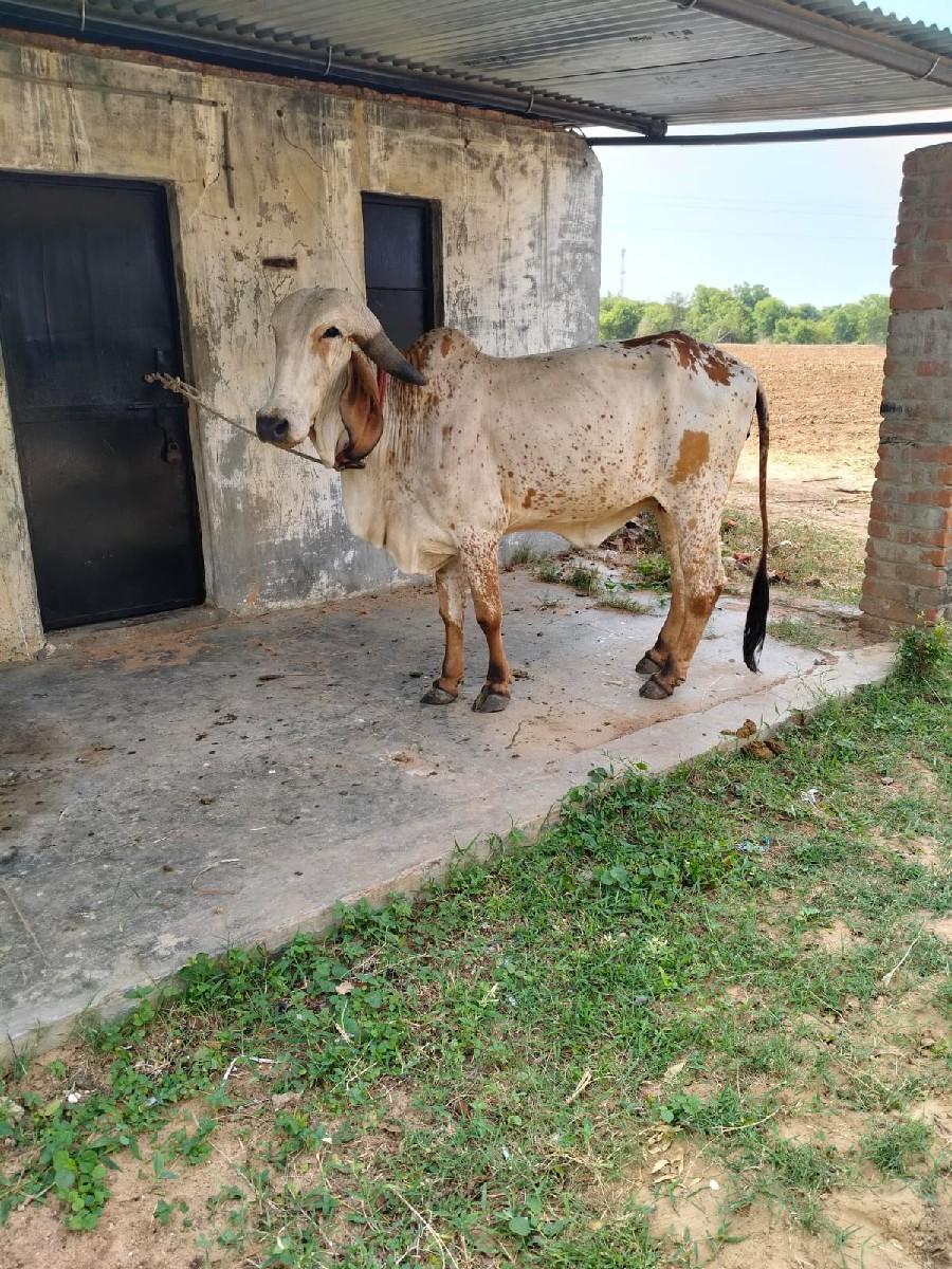 થંબનેલ 2