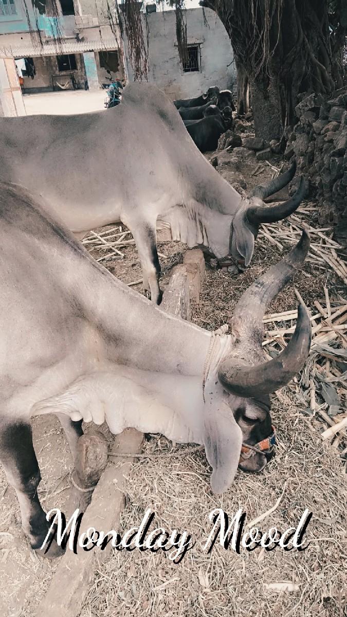 થંબનેલ 3