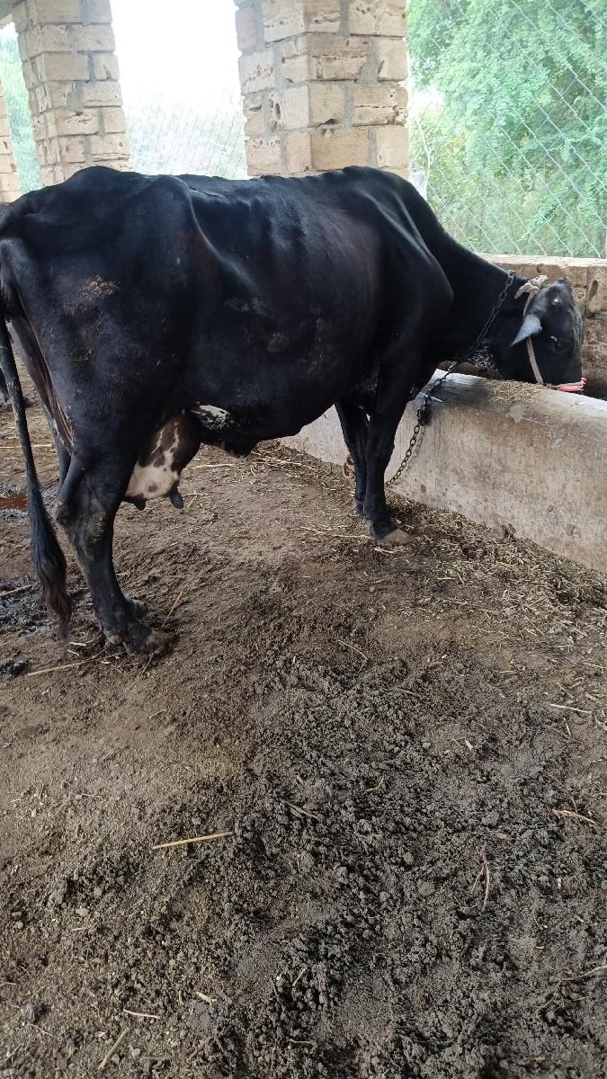 થંબનેલ 3