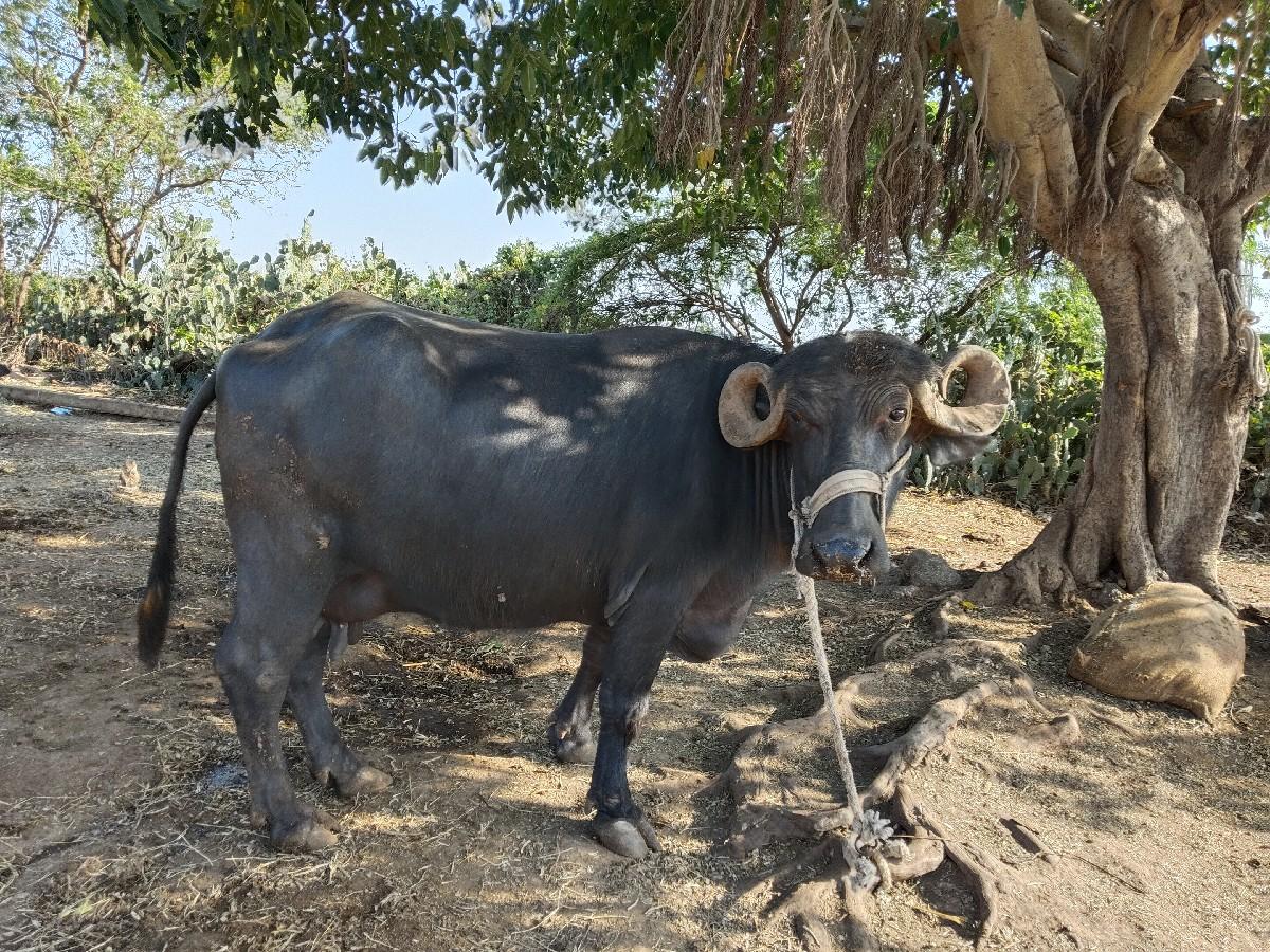 ભેંસ વેચવાની છે