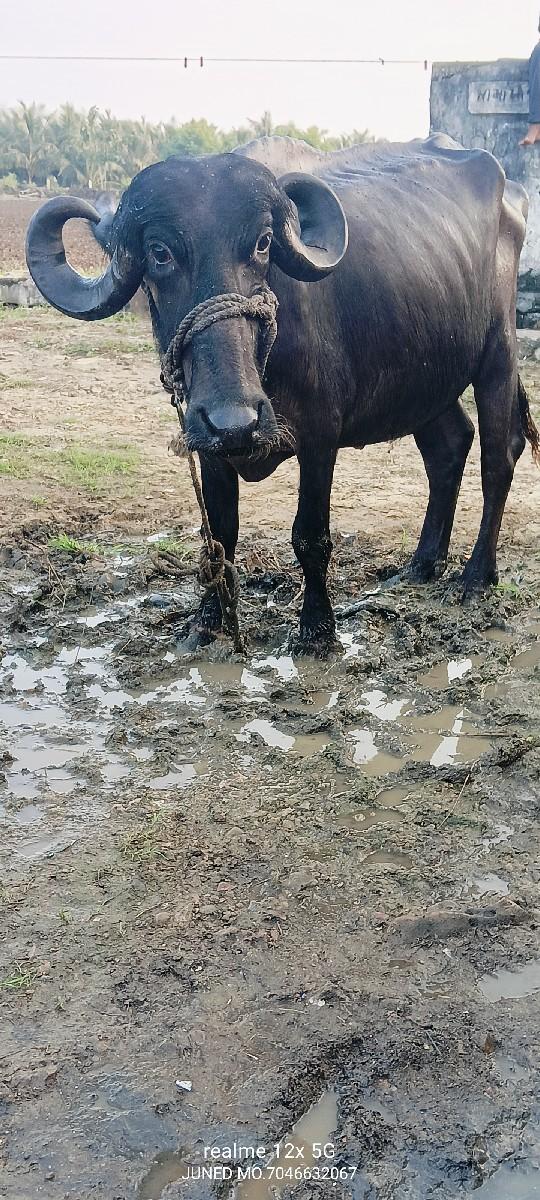 થંબનેલ 3