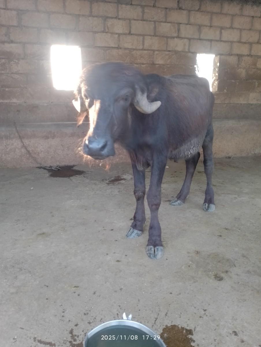 થંબનેલ 3