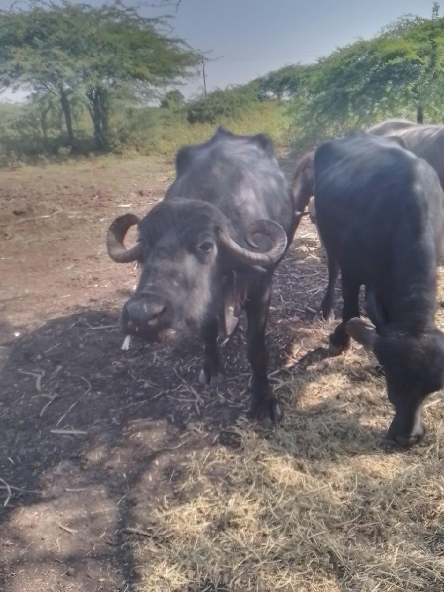 થંબનેલ 3